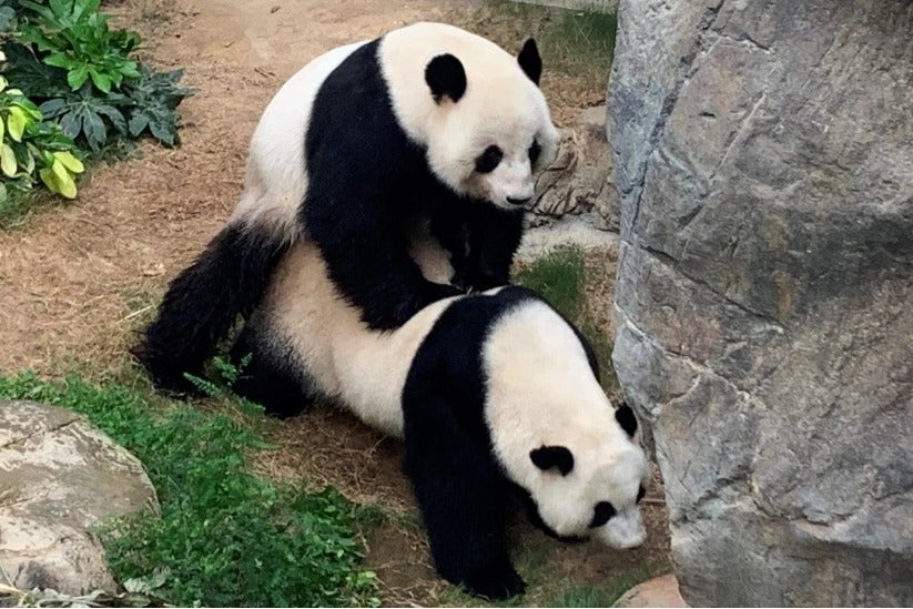 Giant Pandas Are Finally Mating After A Decade Of Trying Thanks To Covid-19 Lock Downs - WORLD OF BUZZ 1