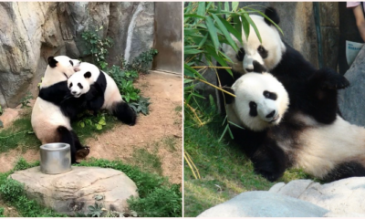 Giant Pandas Are Finally Mating After A Decade Of Trying Thanks To Covid-19 Lock Downs - World Of Buzz