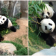 Giant Pandas Are Finally Mating After A Decade Of Trying Thanks To Covid-19 Lock Downs - World Of Buzz
