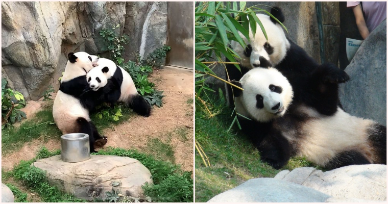 Giant Pandas Are Finally Mating After A Decade Of Trying Thanks To