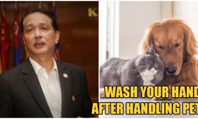 Health D-G: Avoid Close Contact With Animals, Continue Maintaining Good Hygiene Habits - World Of Buzz
