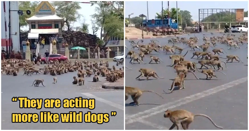 hundreds of starving monkeys raid town after covid 19 drives away tourists who feed them world of buzz