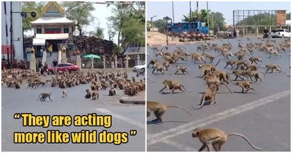 Hundreds Of Starving Monkeys Raid Town After Covid 19 Drives Away Tourists Who Feed Them World Of Buzz