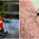It'S Only April But There Are Already 34,755 Cases Of Dengue Fever Reported Nationwide - World Of Buzz 1