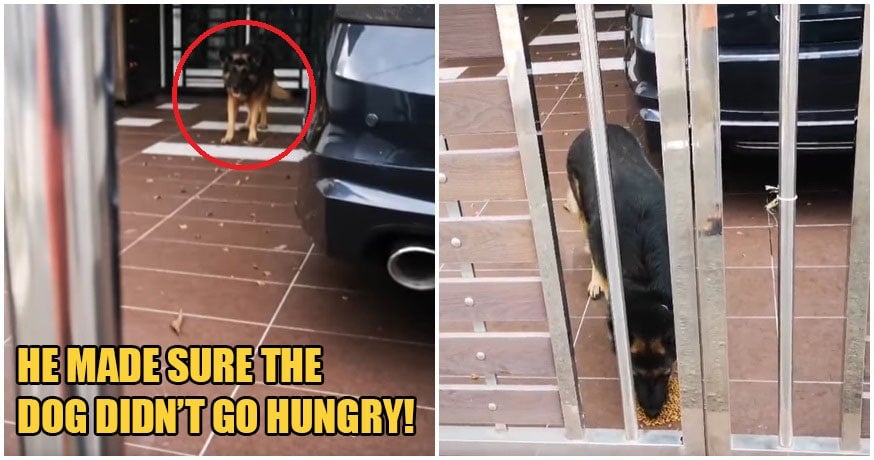 Kind Malay Man Helps Feed Neighbours Dog In Johor As Its Owner Remains Stuck In Singapore World Of Buzz