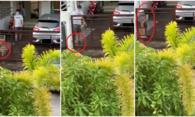 M'Sian Man Caught On Camera Kicking &Amp; Abusing Dog, Netizens Call For Justice To Be Served - World Of Buzz
