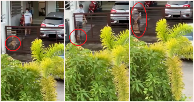 M'sian Man Caught on Camera Kicking & Abusing Dog, Netizens Call For Justice To Be Served - WORLD OF BUZZ