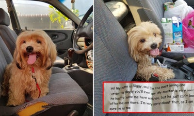 M'Sian Man Finds Lost Doggo On Road With A Note Saying Its Owner Can'T Take Care Of It Anymore - World Of Buzz 1