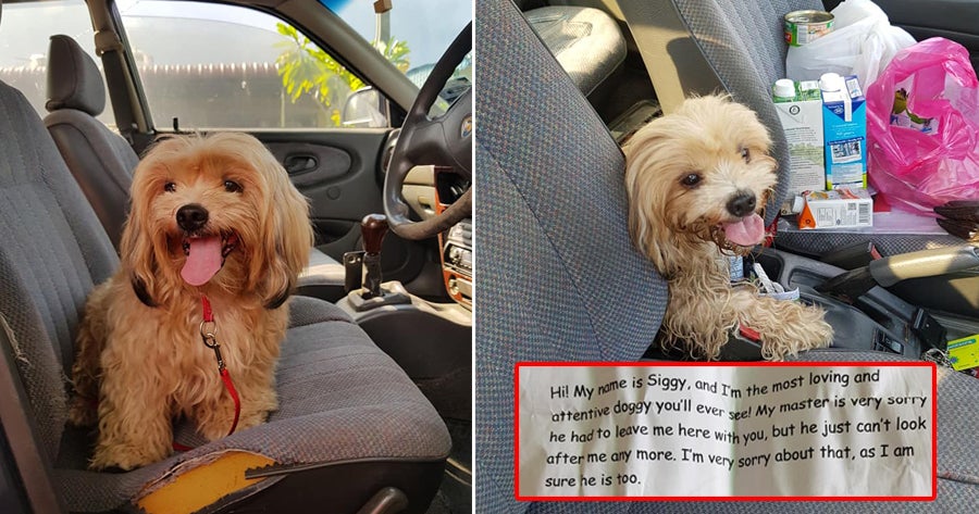 M'sian Man Finds Lost Doggo On Road With A Note Saying Its Owner Can't Take Care Of It Anymore - World Of Buzz 1