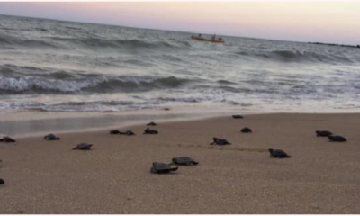 Nearly 100 Endangered Hawksbill Turtles Hatch Amid Covid-19 Lock Downs - World Of Buzz