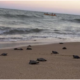 Nearly 100 Endangered Hawksbill Turtles Hatch Amid Covid-19 Lock Downs - World Of Buzz