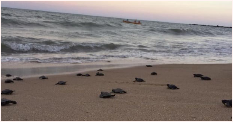 Nearly 100 Endangered Hawksbill Turtles Hatch Amid Covid-19 Lock Downs - WORLD OF BUZZ