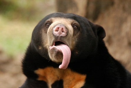 Sunbears Are Being Hunted After China Approves Its Bile As Covid-19 Cure - WORLD OF BUZZ 1