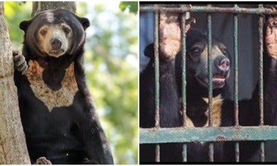 Sunbears Are Being Hunted After China Approves Its Bile As Covid-19 Cure - World Of Buzz 2