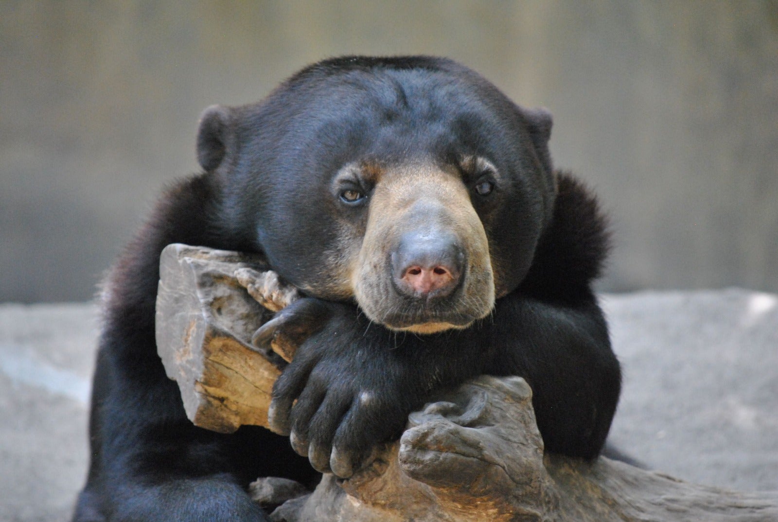 Sunbears Are Being Hunted After China Approves Its Bile As Covid-19 Cure - WORLD OF BUZZ
