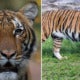 Malayan Tiger Tests Positive For Covid-19, Believed To Be Infected By Zoo Keeper Who Had No Symptoms - World Of Buzz