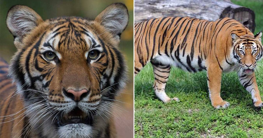 Malayan Tiger Tests Positive For Covid-19, Believed To Be Infected By Zoo Keeper Who Had No Symptoms - World Of Buzz