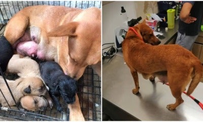 Update: Mama Dog In Johor Has Already Been Taken To Vet, Man In Video Apologised - World Of Buzz 3