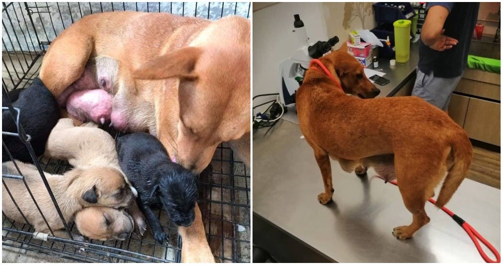 Update: Mama Dog In Johor Has Already Been Taken To Vet, Man In Video Apologised - World Of Buzz 3