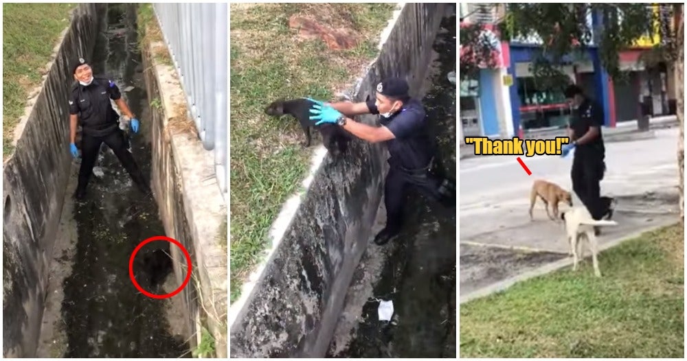 Watch: Abang Polis Rescues Small Doggo Stuck In Drain, Canine Family Grateful - World Of Buzz 1