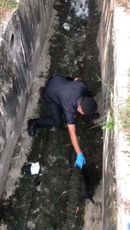 Watch: Abang Polis Rescues Small Doggo Stuck In Drain, Canine Family Grateful - World Of Buzz 4