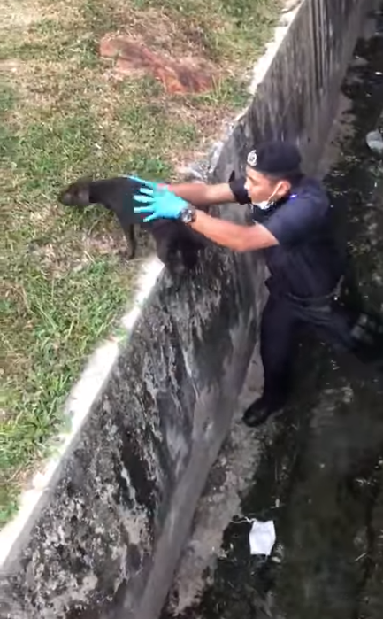 Watch: Abang Polis Rescues Small Doggo Stuck In Drain, Canine Family Grateful - World Of Buzz 6