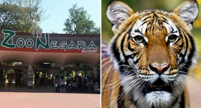 Zoo Negara Takes Protective Measures After Nadia The Tiger Was Found Positive Of Covid-19 In New York - World Of Buzz 1