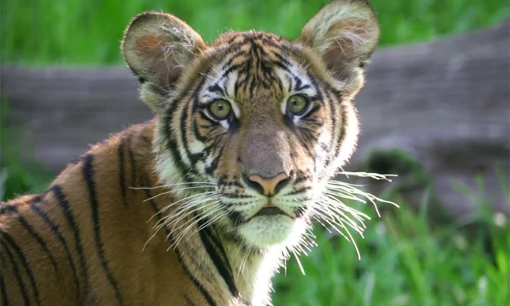 Zoo Negara Takes Protective Measures After Nadia The Tiger Was Found Positive Of Covid-19 In New York - World Of Buzz 2