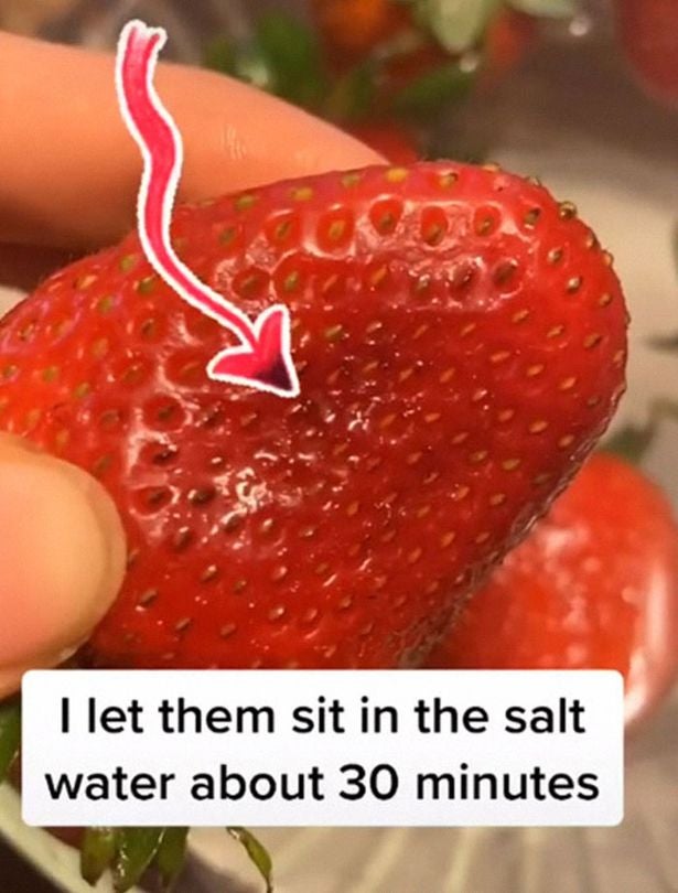 0 People are leaving strawberries in salt water and filming bugs that come out 1