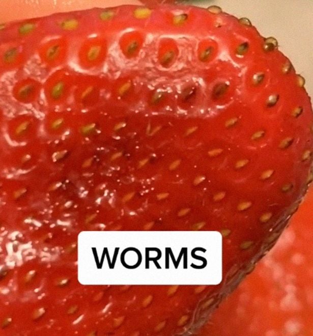 0 People are leaving strawberries in salt water and filming bugs that come out