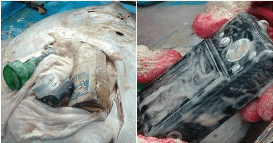 stingray found dead with stomach containing a book a camera and a bottle world of buzz 7 2