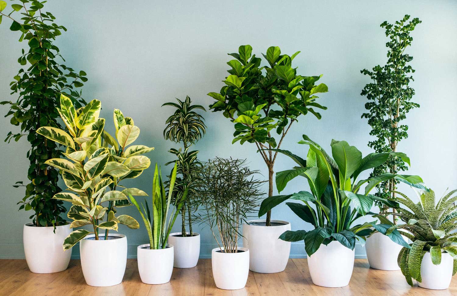 Best Indoor Plants for Everyone