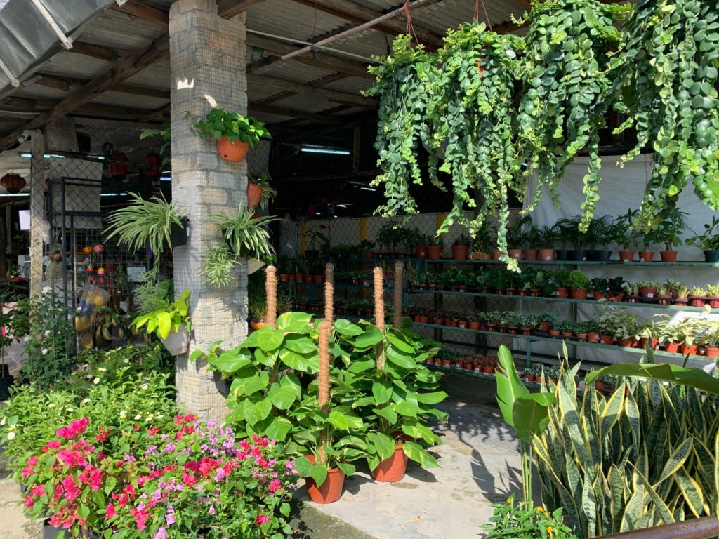 6 Nurseries Around Klang Valley For The Cheapest Plants For Your Home ...