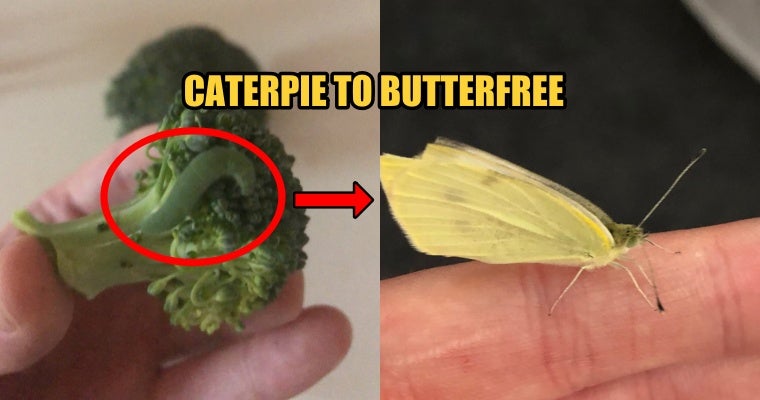 Caterpie