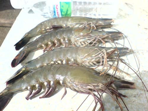 shrimpcare