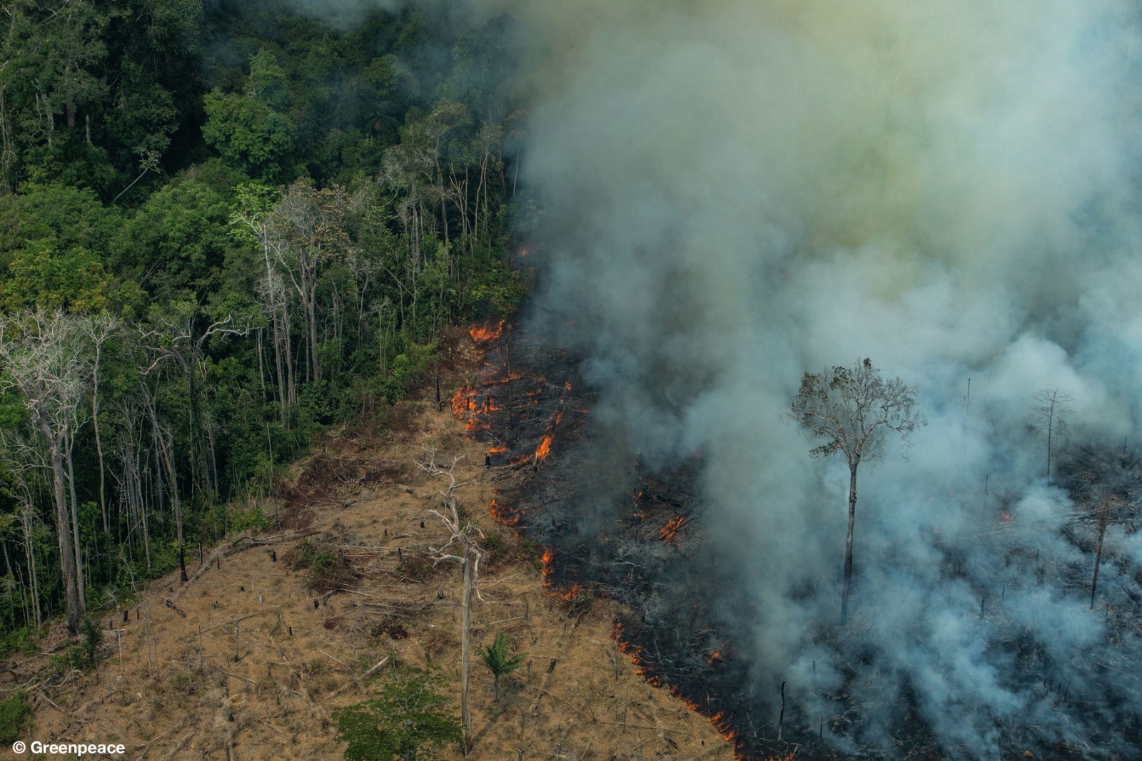 GP0STTSD1 greenpeace amazon fires 2019