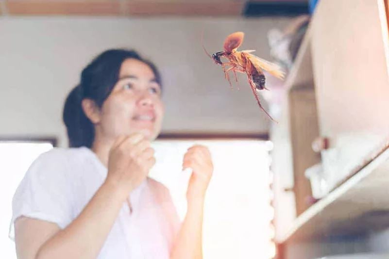 cockroach flying