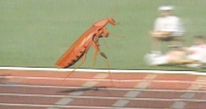 running cockroach