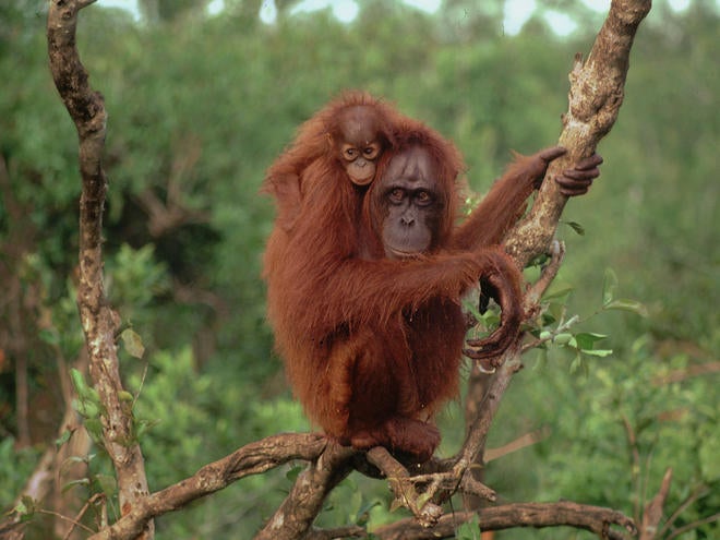 Bornean Orangutan 8.1.2012 whytheymatter3 HI 18341