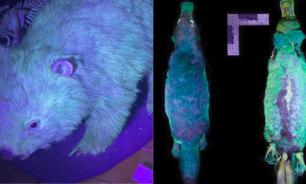 scientists-discover-that-marsupials-wombats-platypuses-can-actually