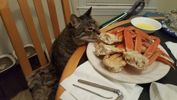 cat crab