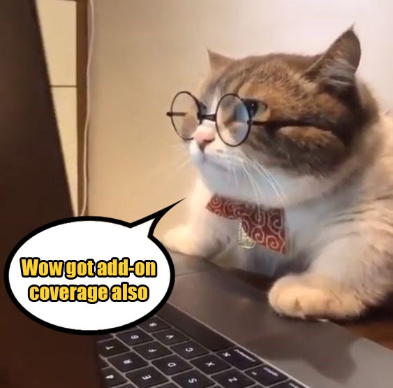 cat laptop 3