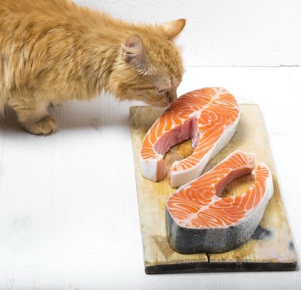cat salmon