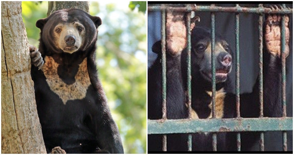 sunbears are being hunted after china approves its bile as covid 19 cure world of buzz 3