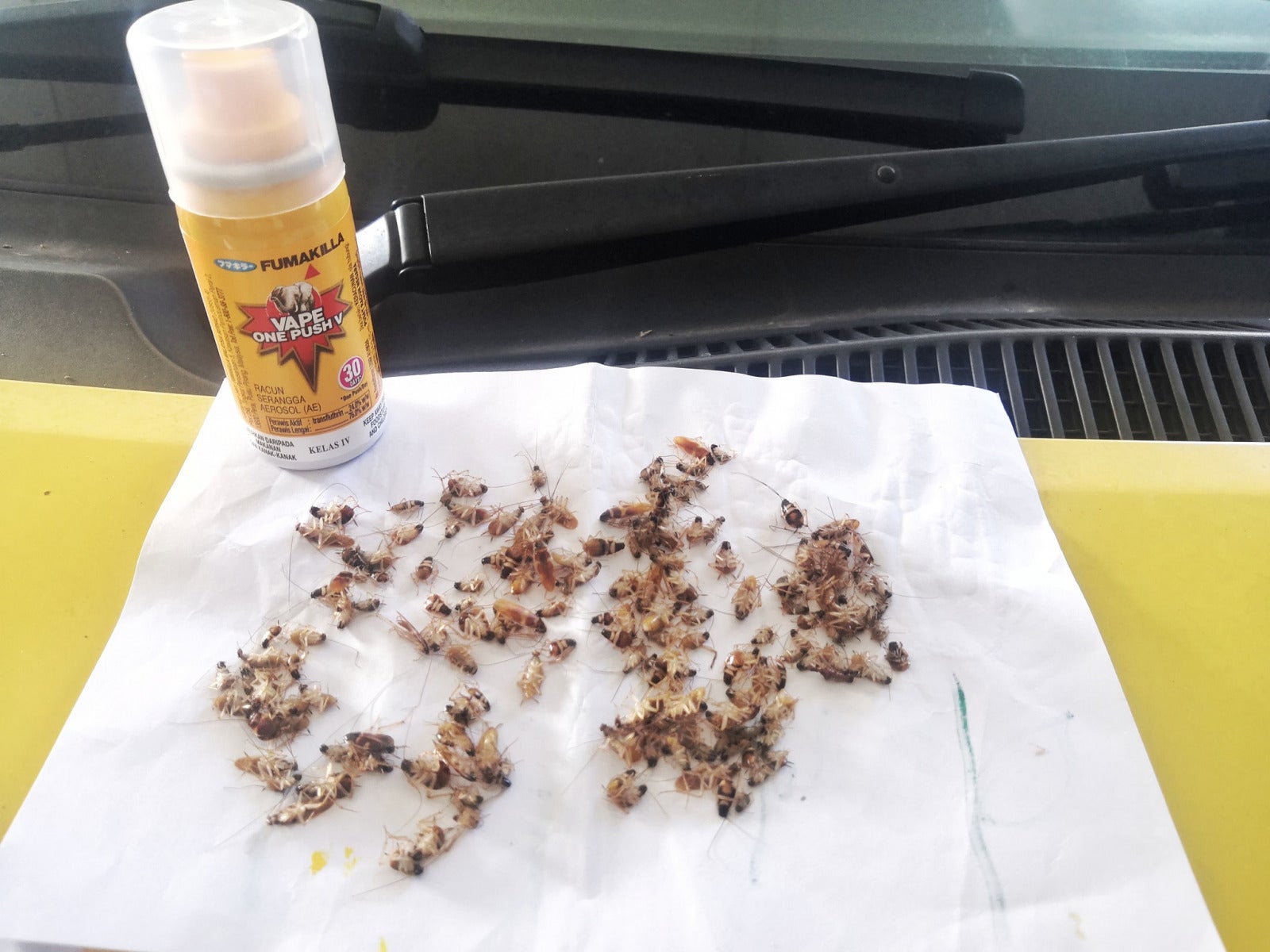 M'sian Shares Simple Hack To Easily Get Rid Of Cockroaches Living Freely In Your Car Overnight