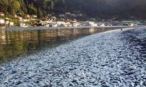 dead sardines