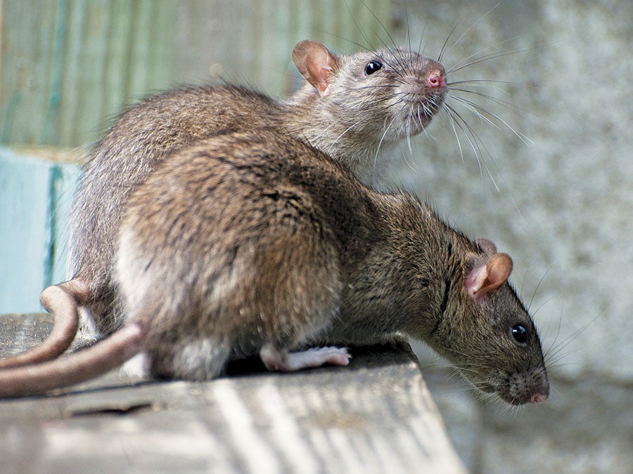 rats wood surface