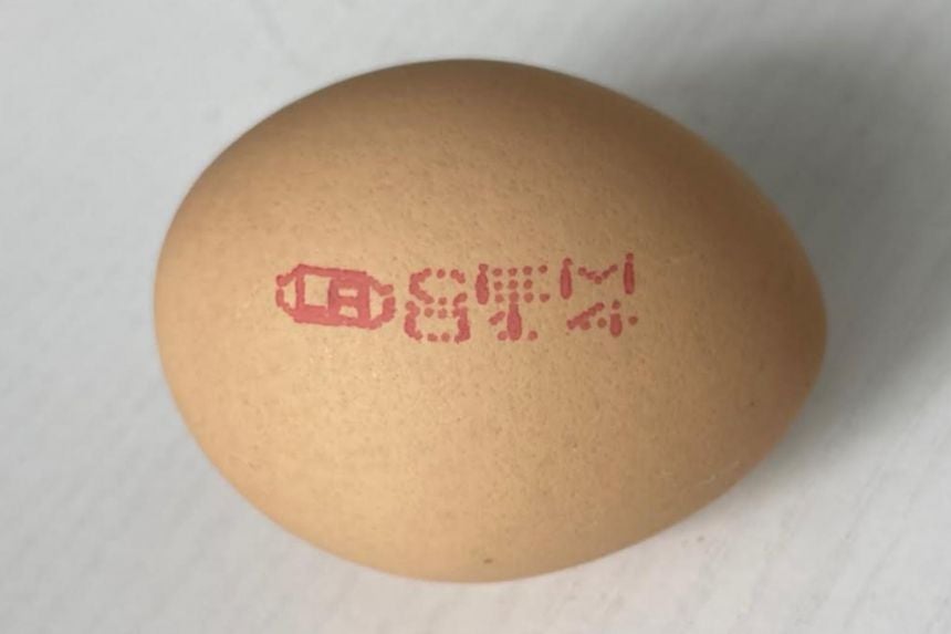 ak egg 1903