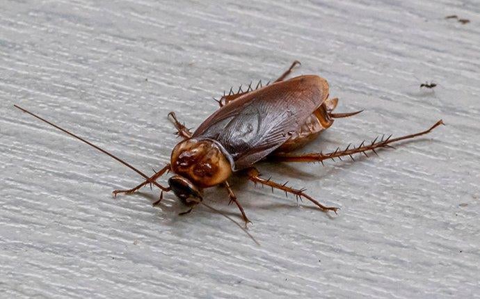 cockroach crawling on a living room floor 2