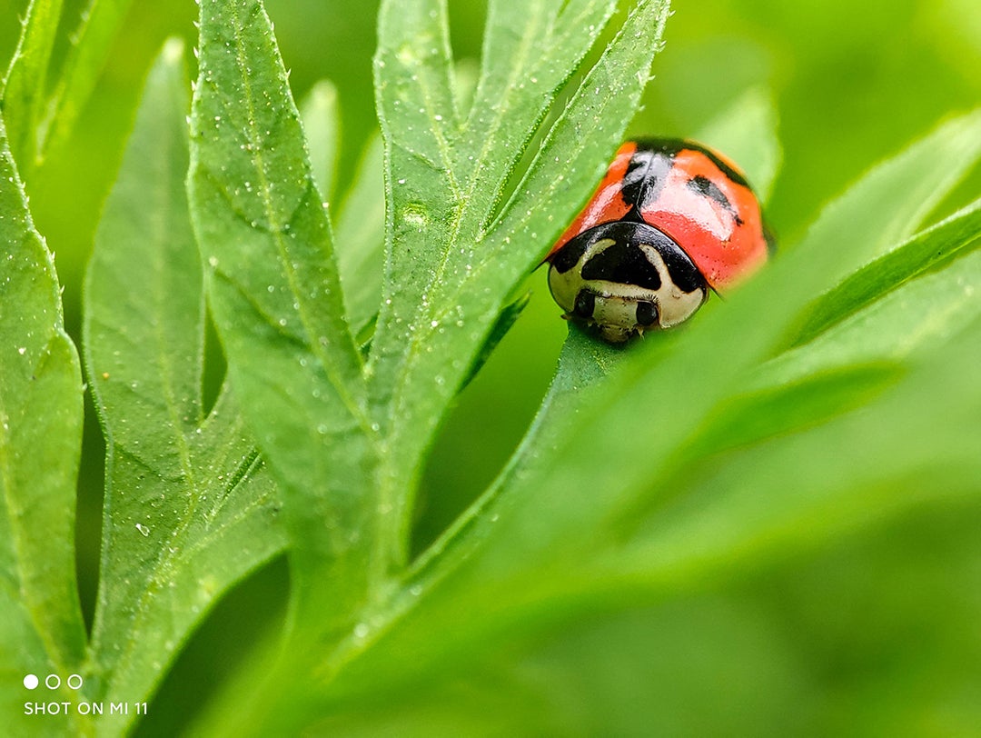 ladybug 1